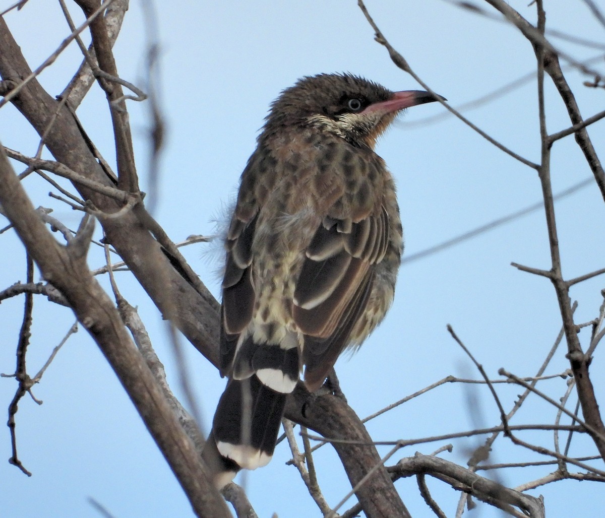 Spiny-cheeked Honeyeater - Rodney van den Brink