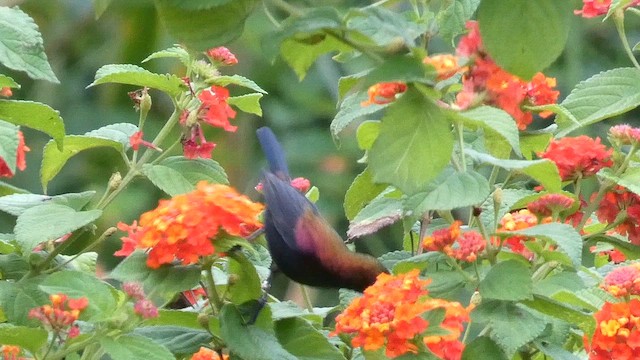 Copper Sunbird - ML615344371