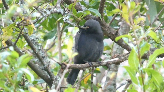 Gray-headed Nigrita - ML615344377