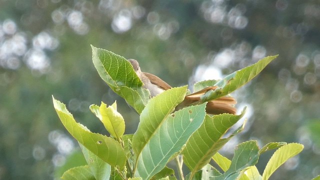 Little Greenbul - ML615344396