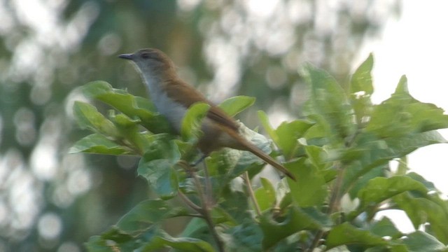 Little Greenbul - ML615344397