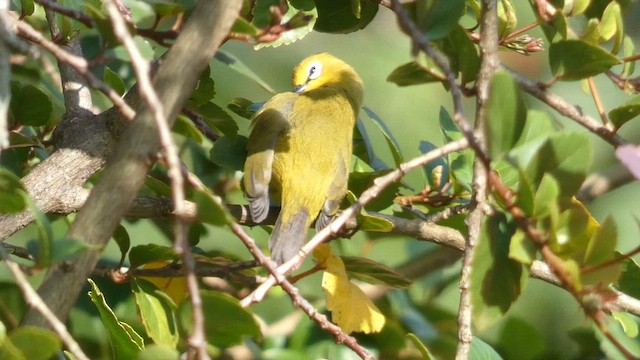 Northern Yellow White-eye - ML615344412