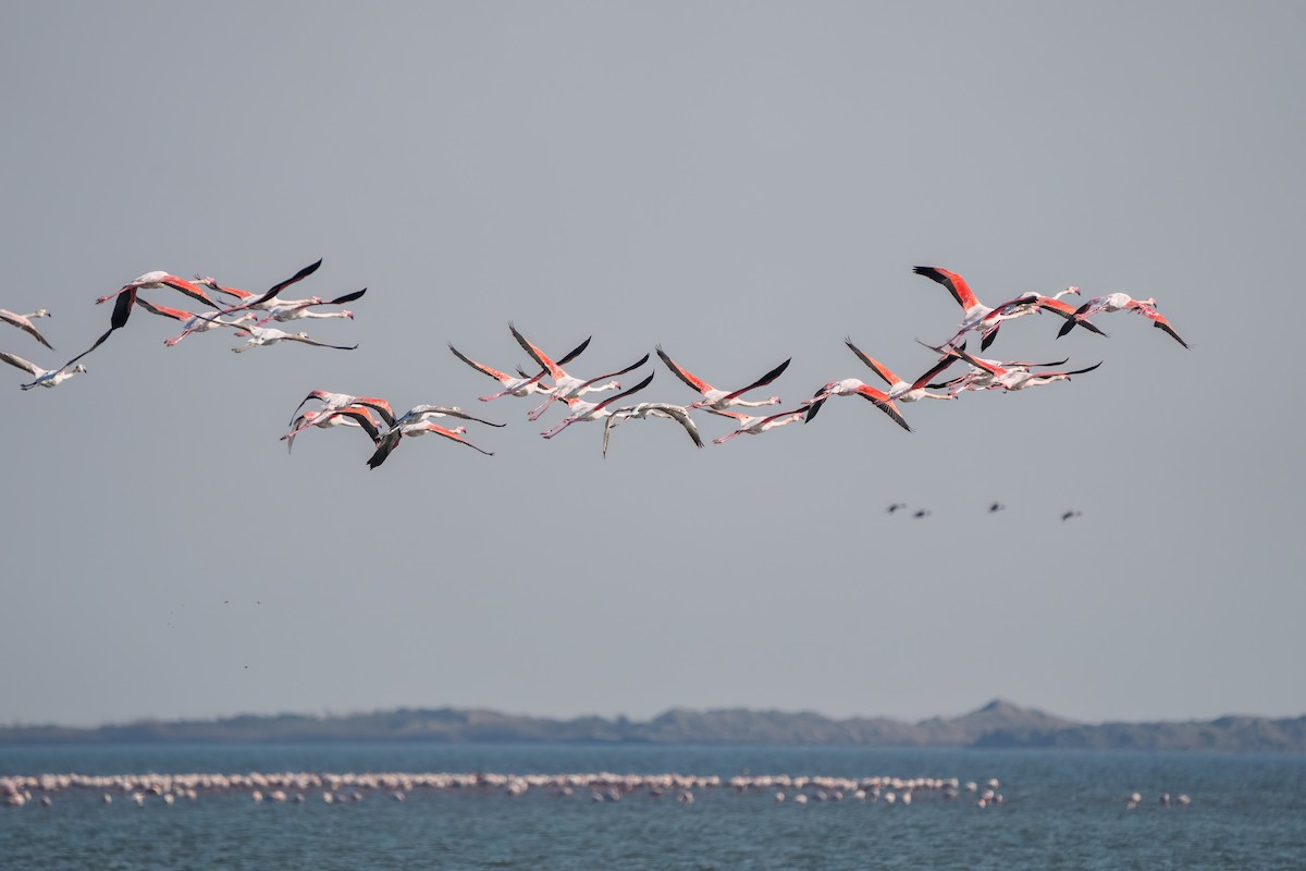 Greater Flamingo - ML615344420