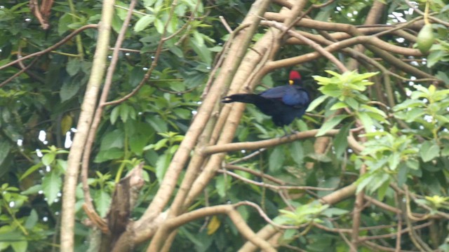 Ross's Turaco - ML615344439