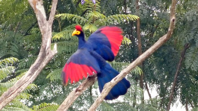 Ross's Turaco - ML615344441