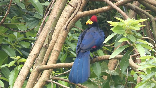 Ross's Turaco - ML615344442