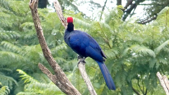 Ross's Turaco - ML615344443