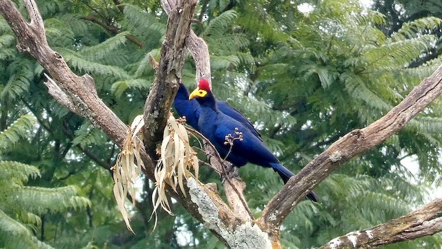 Ross's Turaco - ML615344444