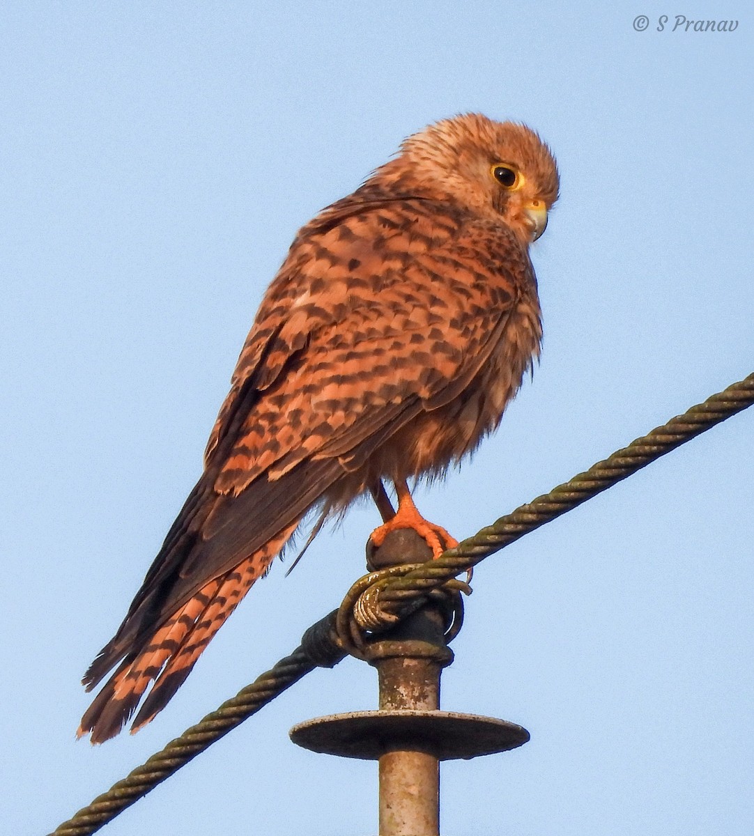 Eurasian Kestrel - ML615344474