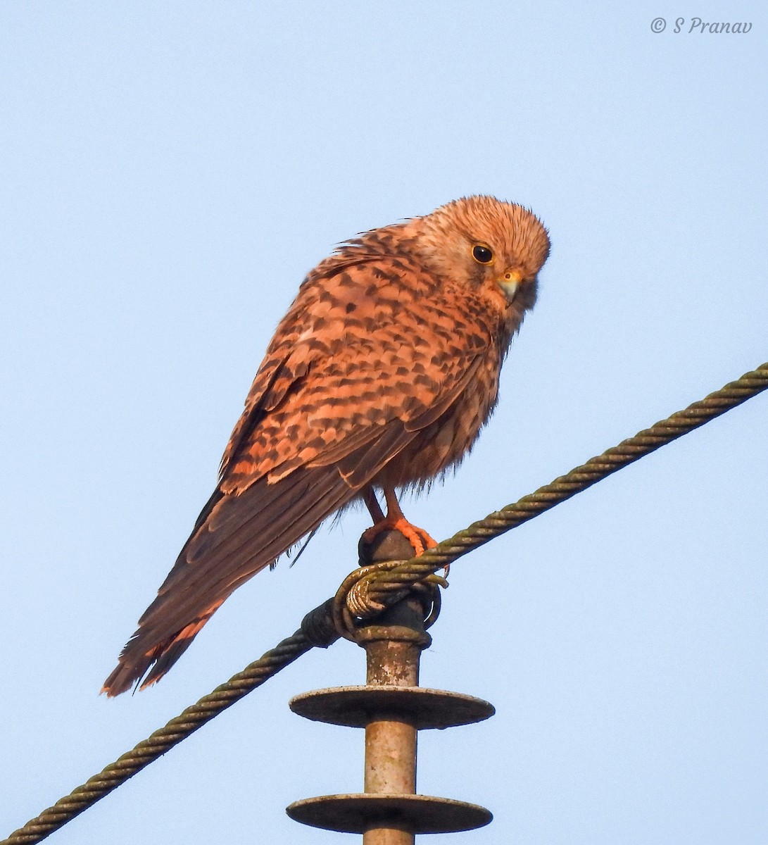 Eurasian Kestrel - S Pranav