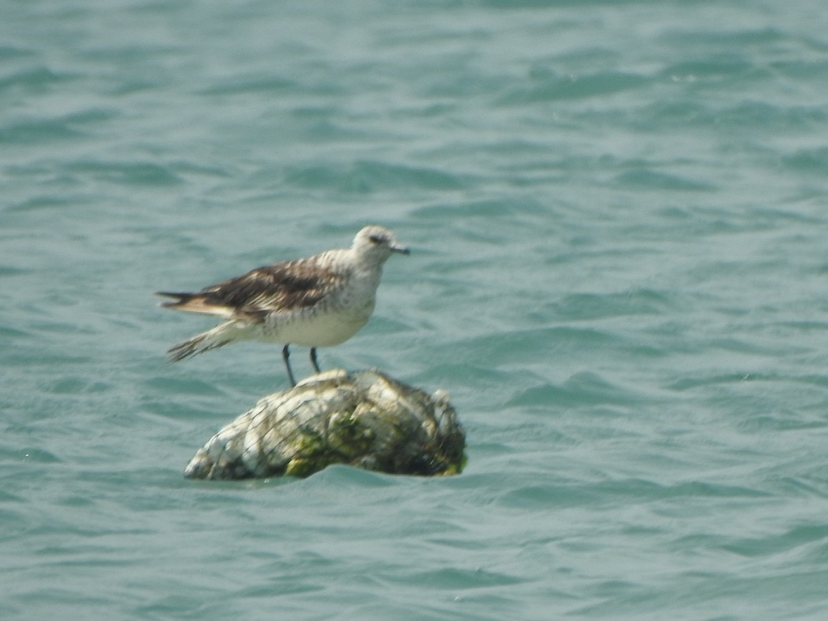 Parasitic Jaeger - ML615344505