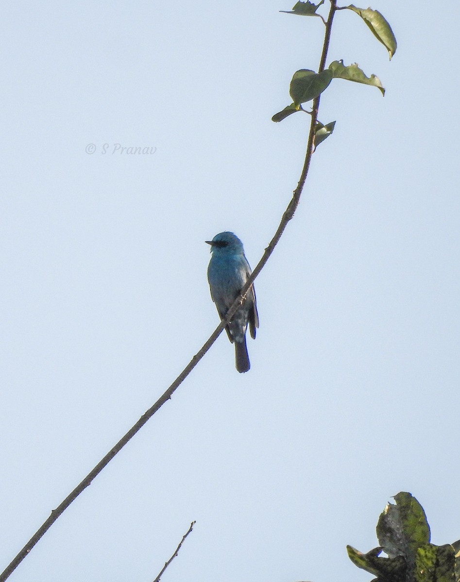 Verditer Flycatcher - ML615344528