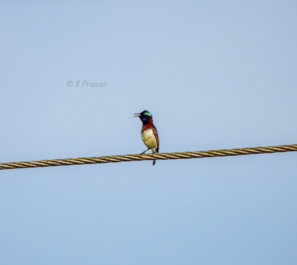 Crimson-backed Sunbird - ML615344541