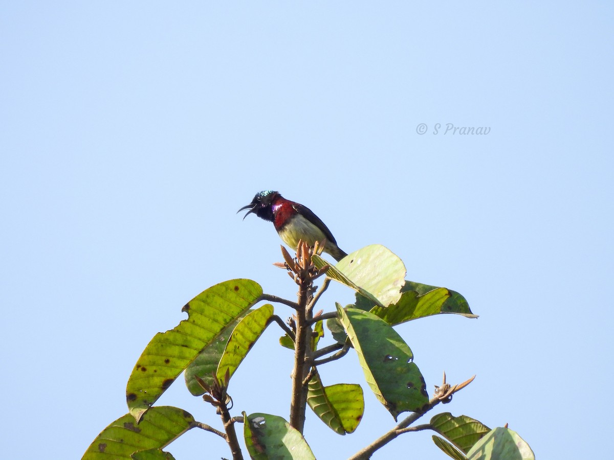 Crimson-backed Sunbird - ML615344542