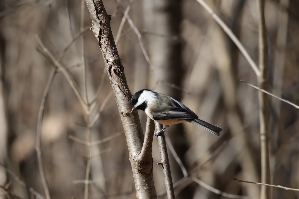 Mésange à tête noire - ML615344561