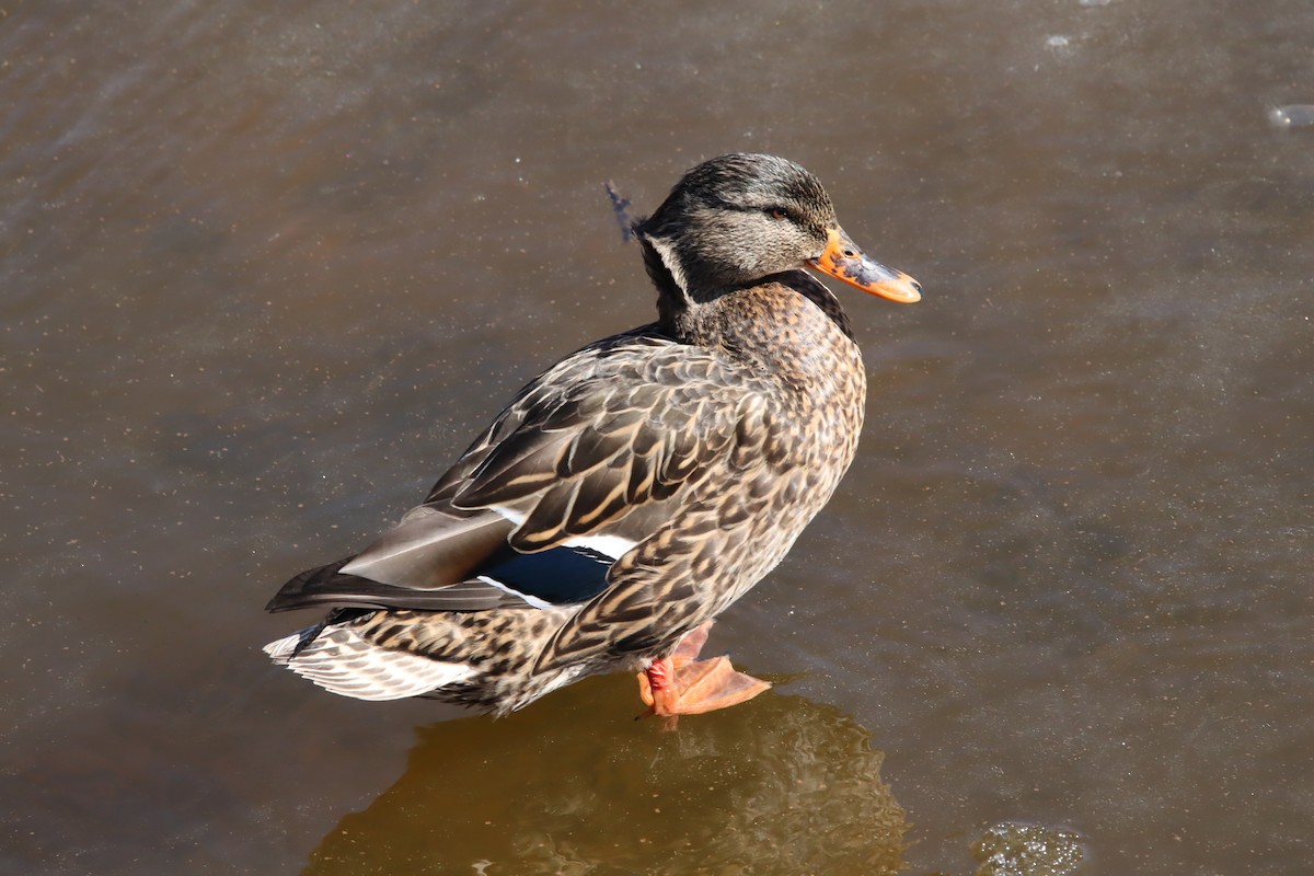 Canard colvert - ML615344583