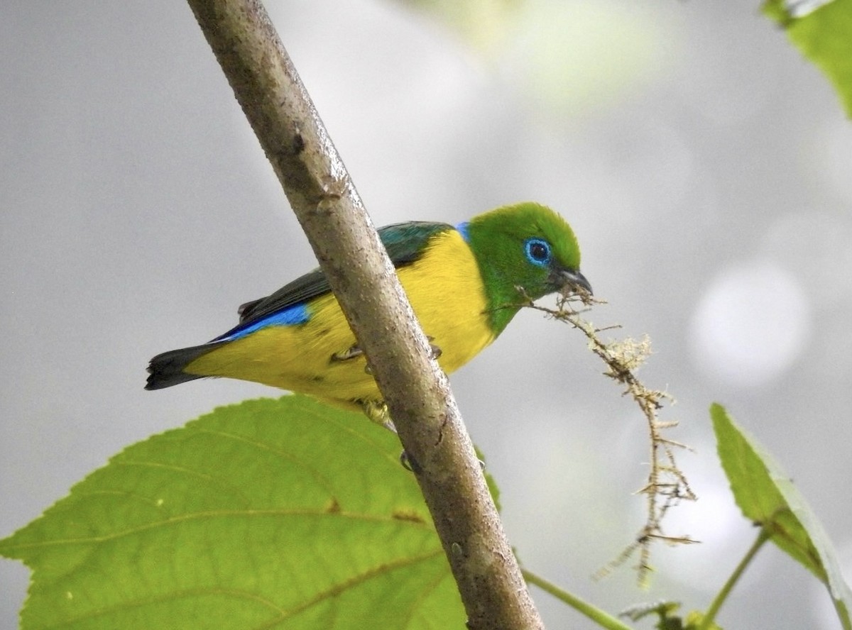 Blue-naped Chlorophonia - ML615344593