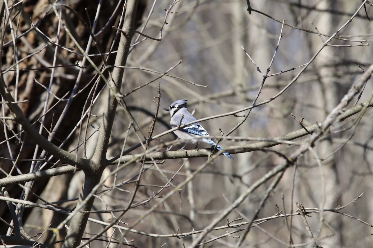 Blue Jay - Jeff Schroeder