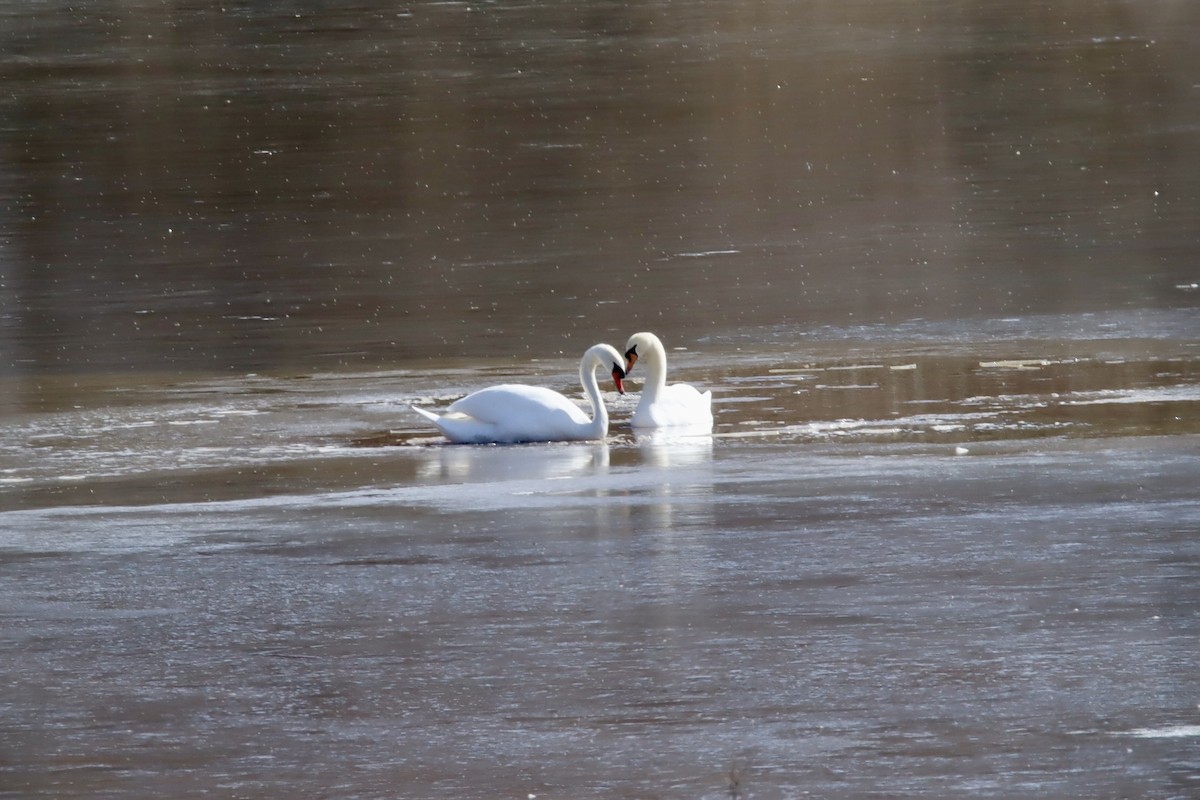 Cygne tuberculé - ML615344639