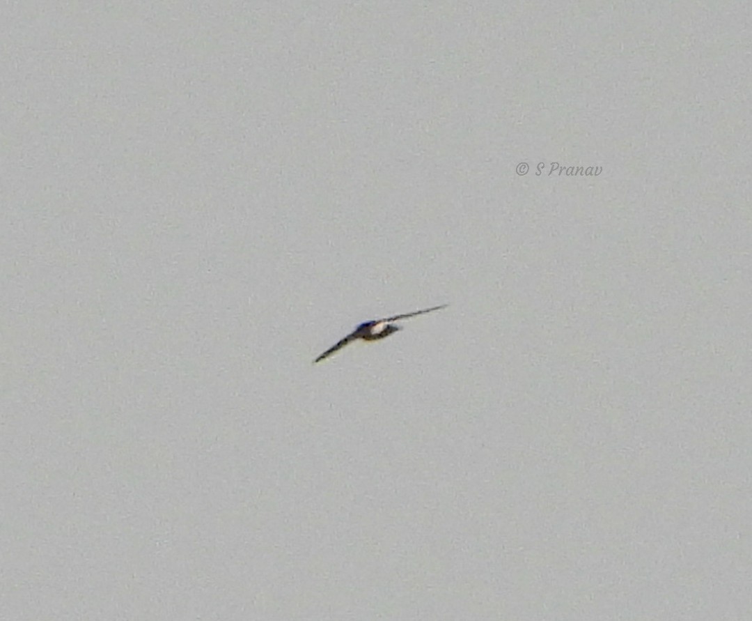 Little Swift - ML615344804