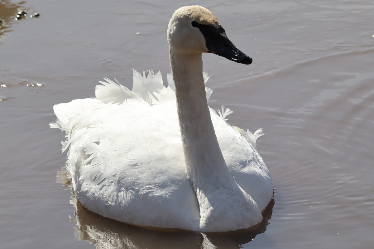 Trumpeter Swan - ML615344811