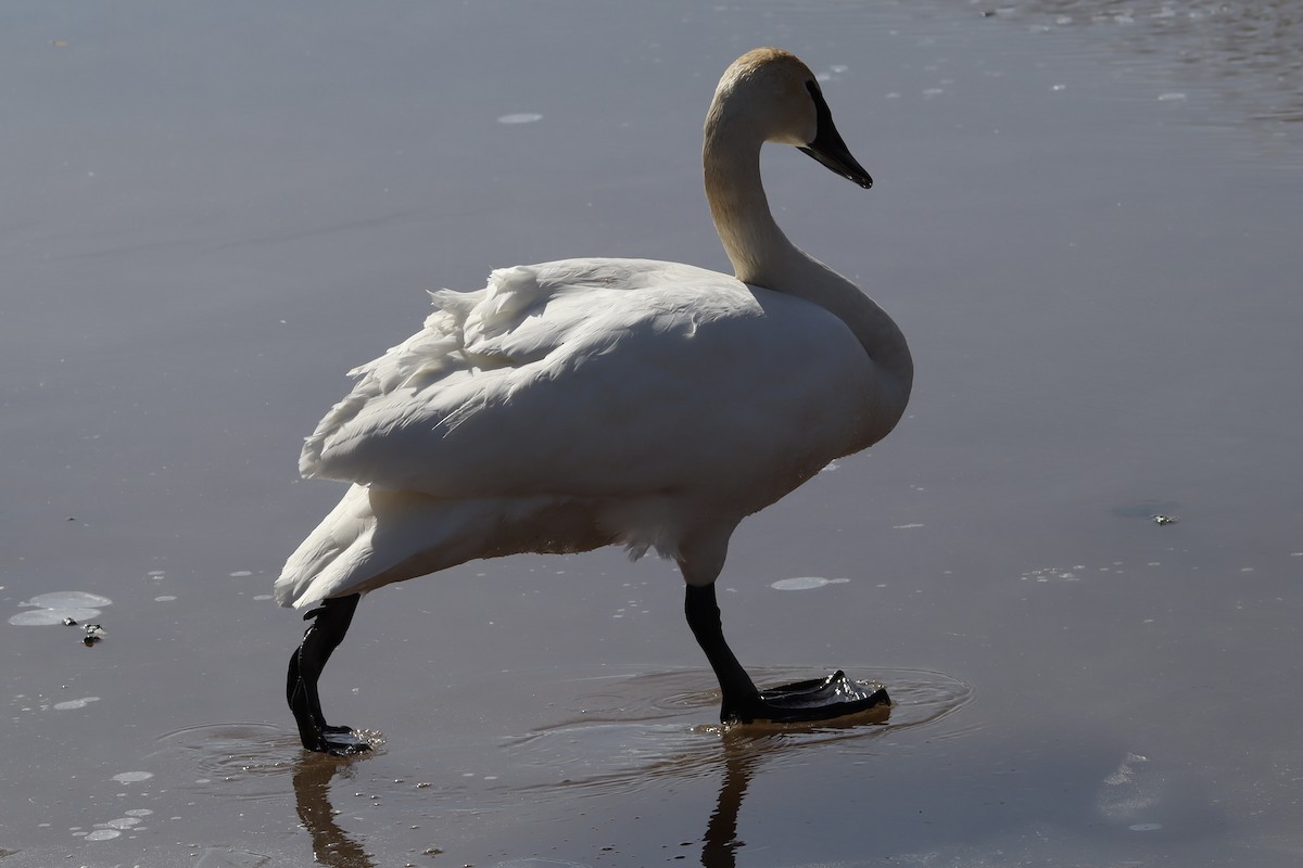 Trumpeter Swan - ML615344812