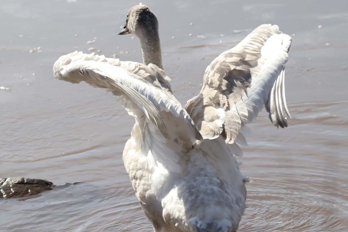 Trumpeter Swan - ML615344813