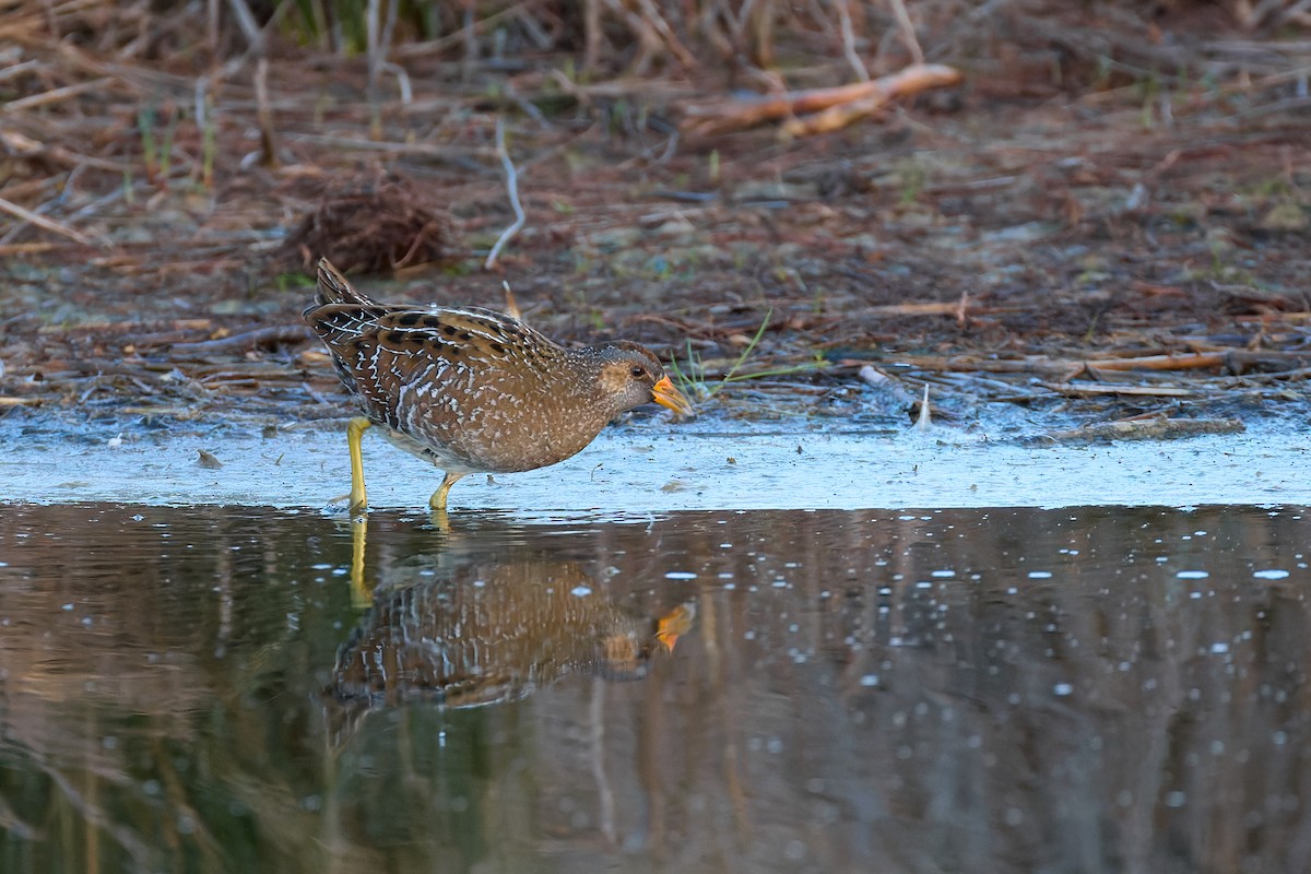 Spotted Crake - Gonzalo Astete Martín