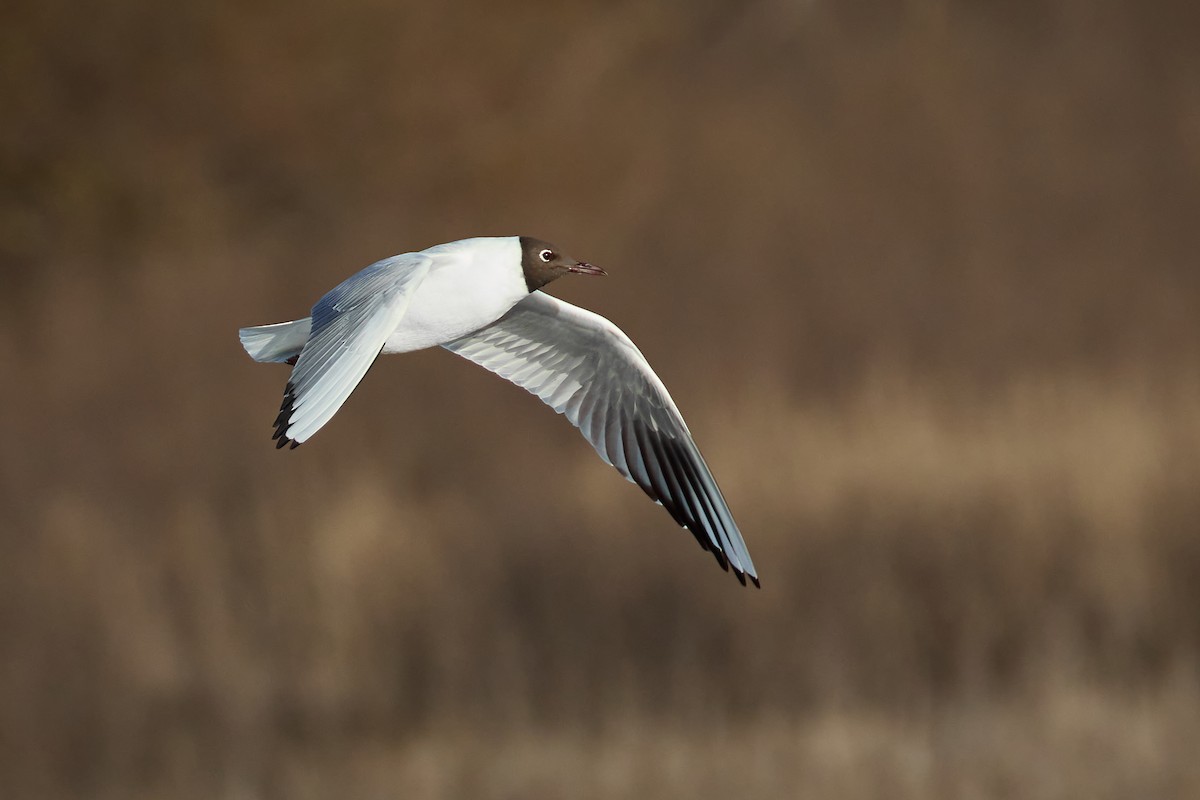 Black-headed Gull - ML615344874