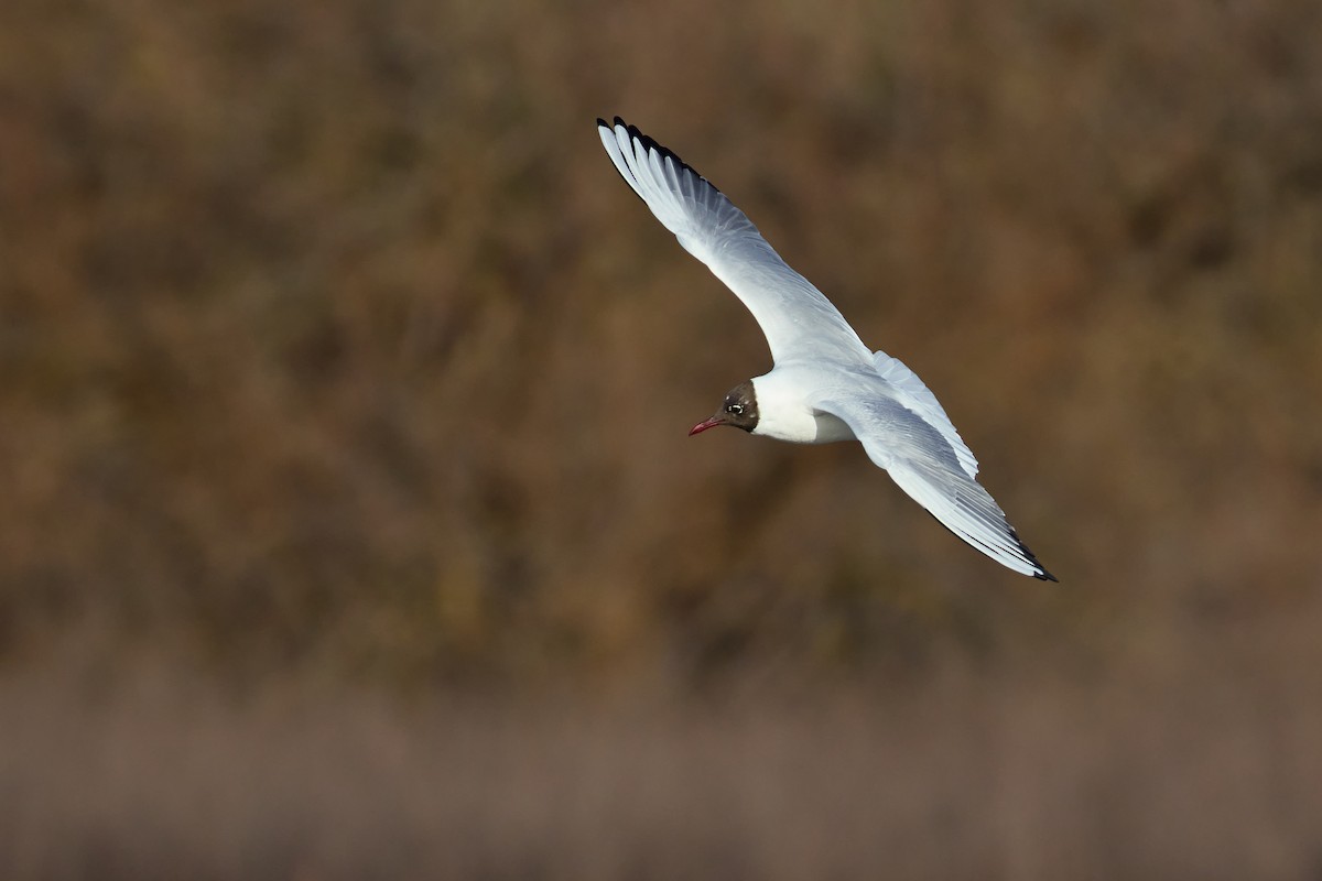 Black-headed Gull - ML615344878