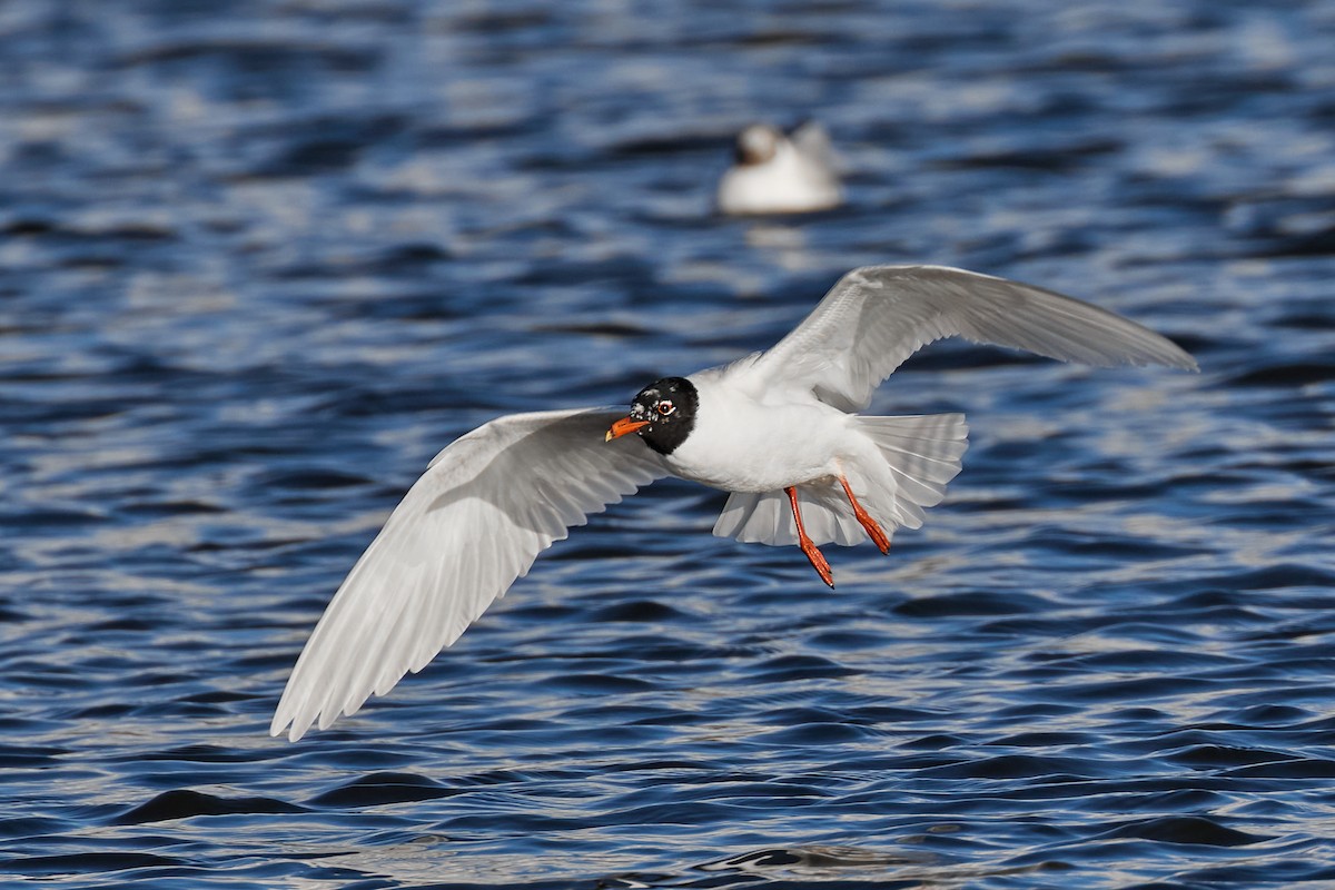 Mediterranean Gull - ML615344884