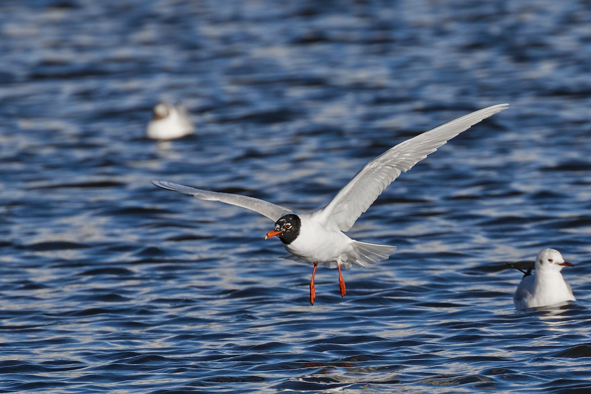 Mediterranean Gull - ML615344886