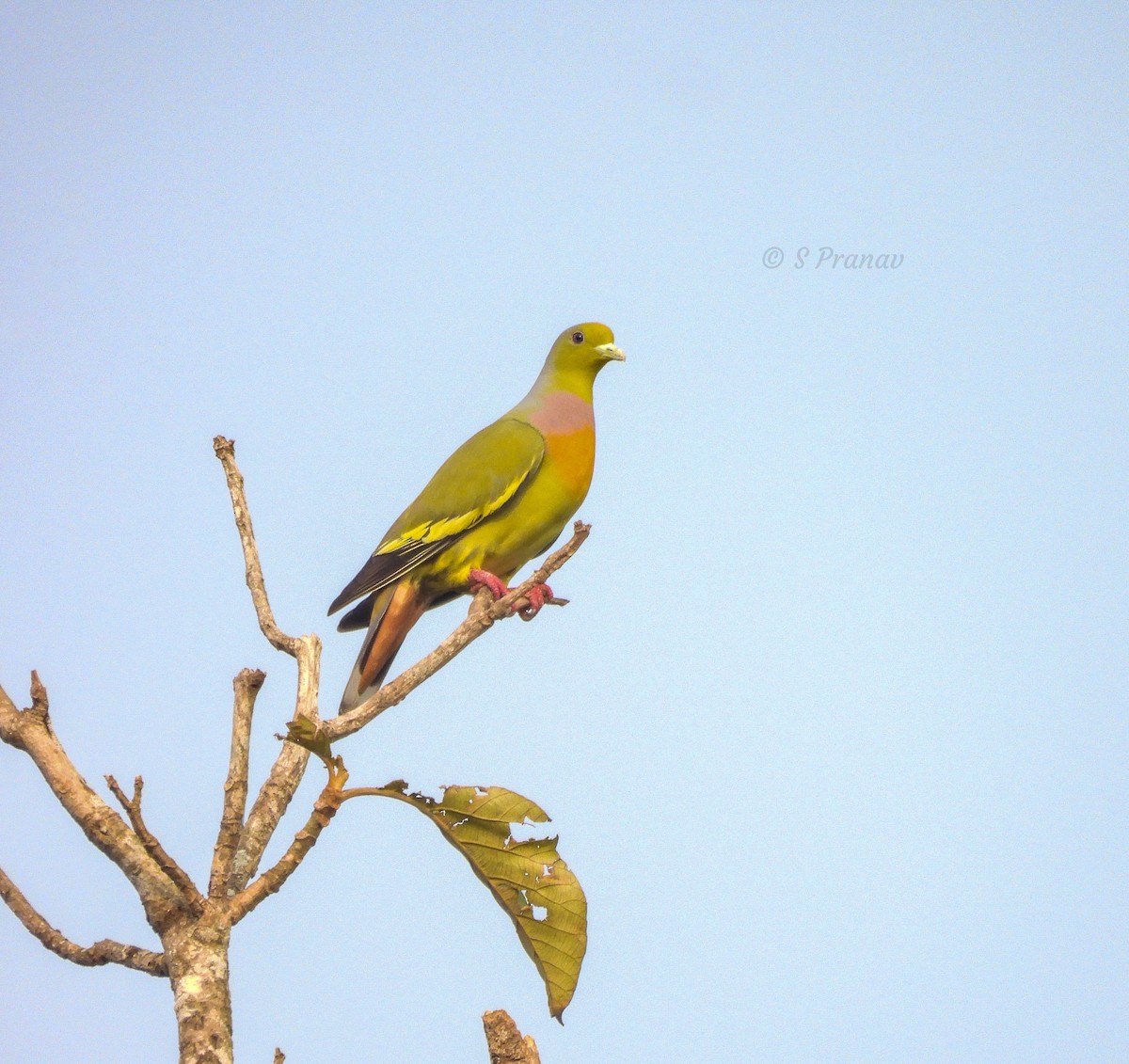 Orange-breasted Green-Pigeon - S Pranav