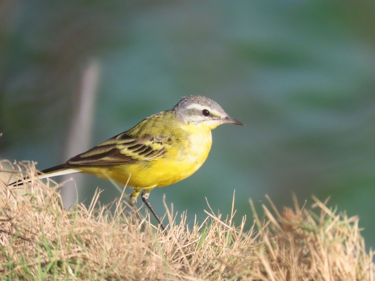 Western Yellow Wagtail - James Williams