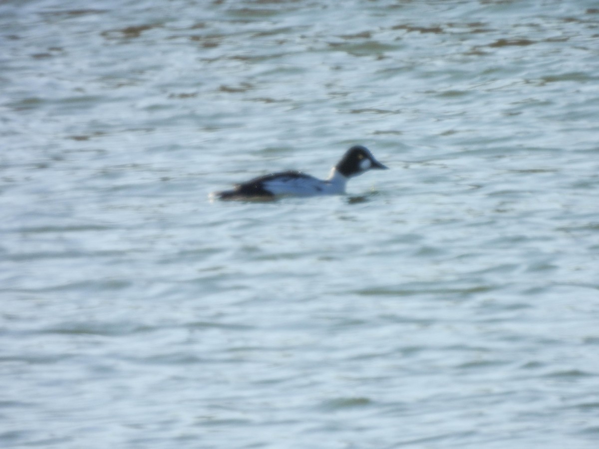 Common Goldeneye - Susan Brauning