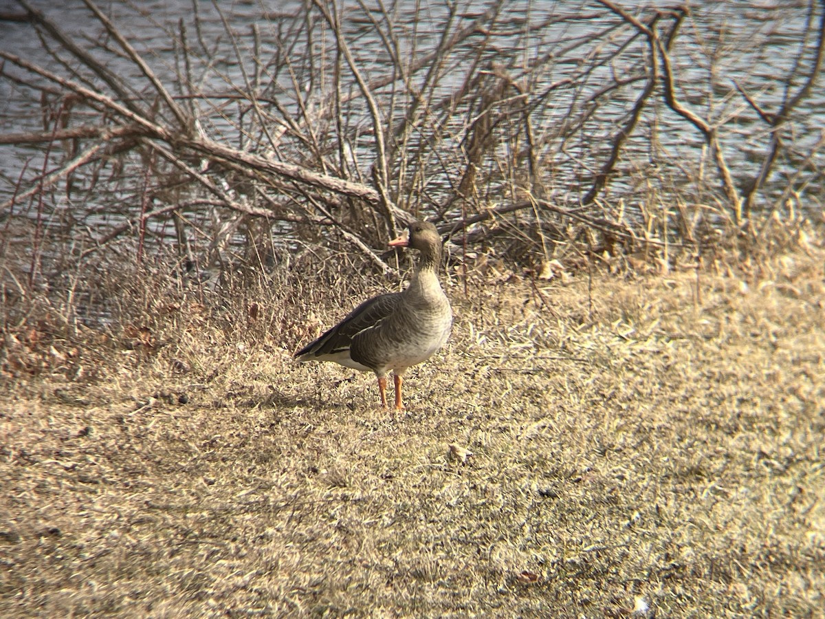 Greater White-fronted Goose - ML615344982