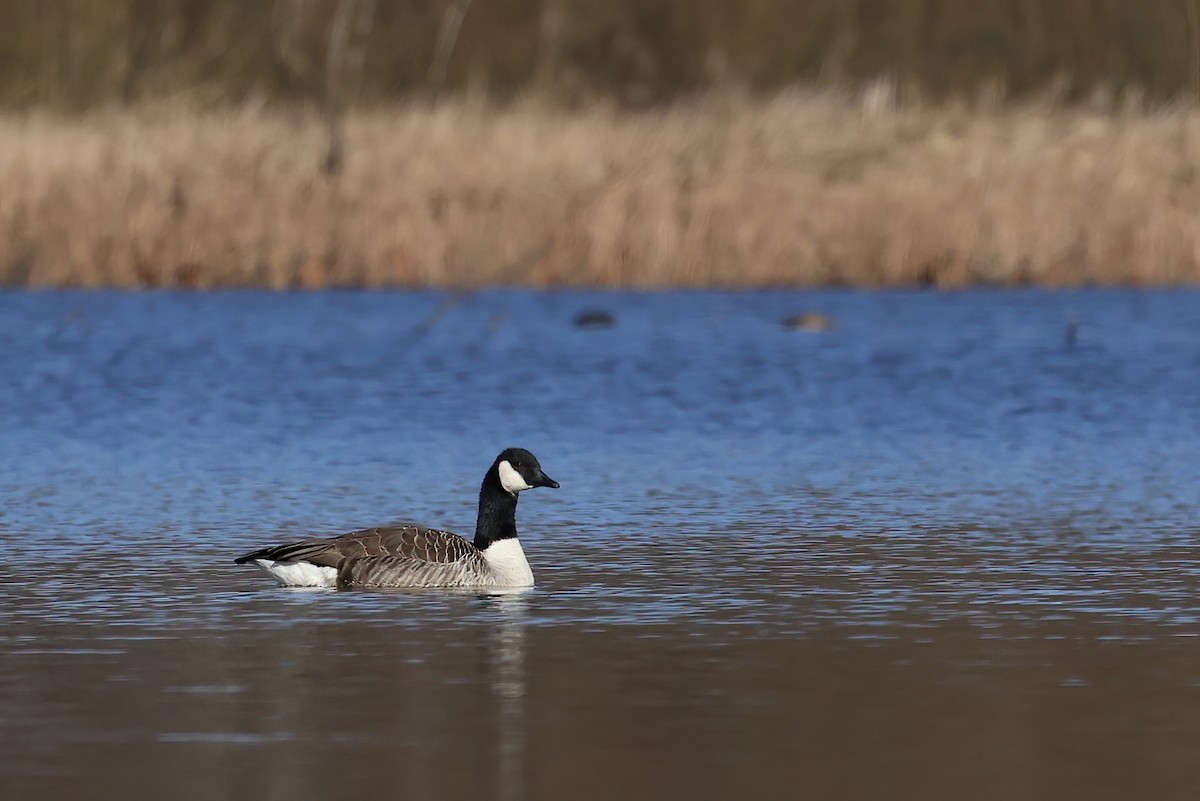 Canada Goose - Radoslaw Gwozdz