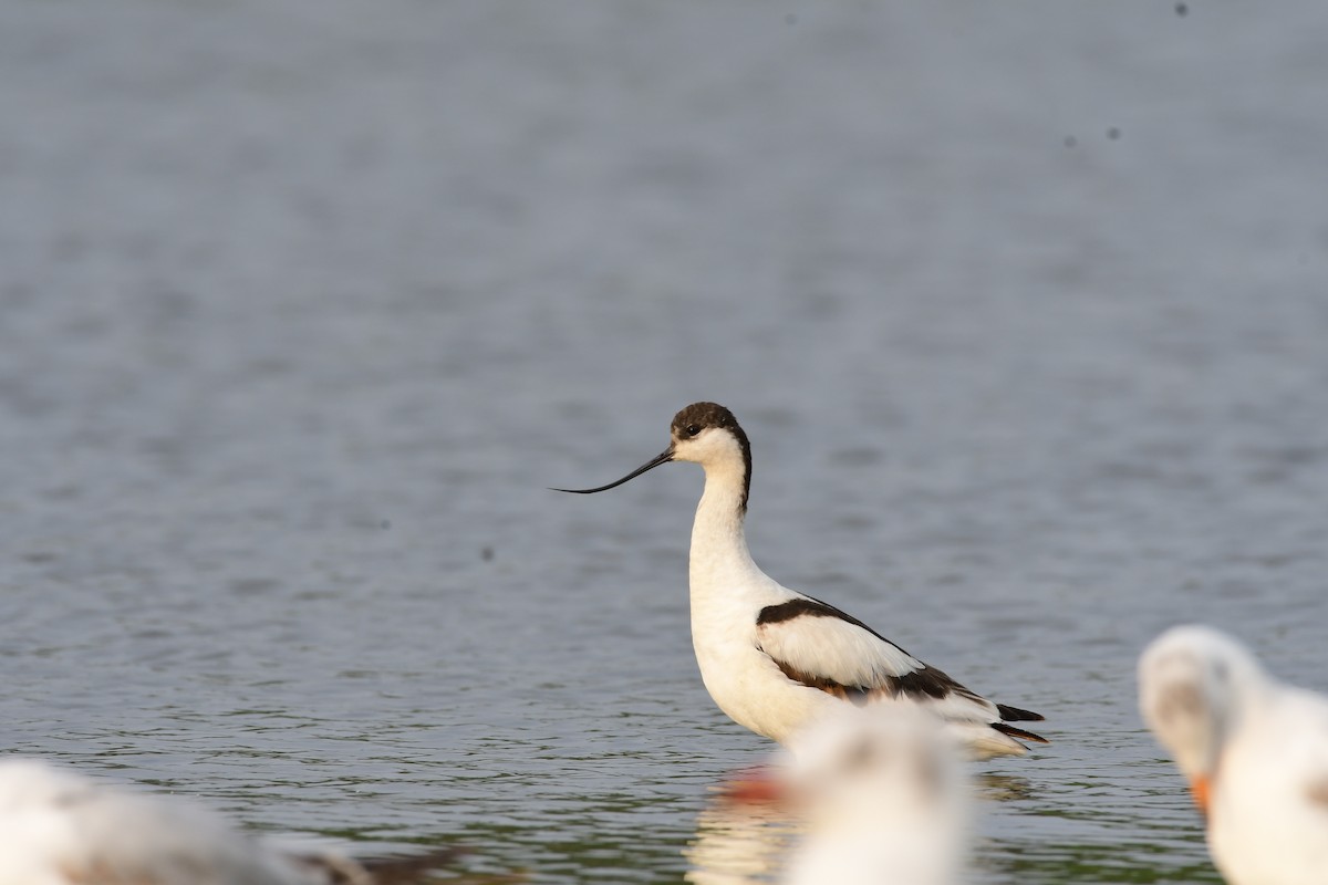 Pied Avocet - Raju  Sankaran