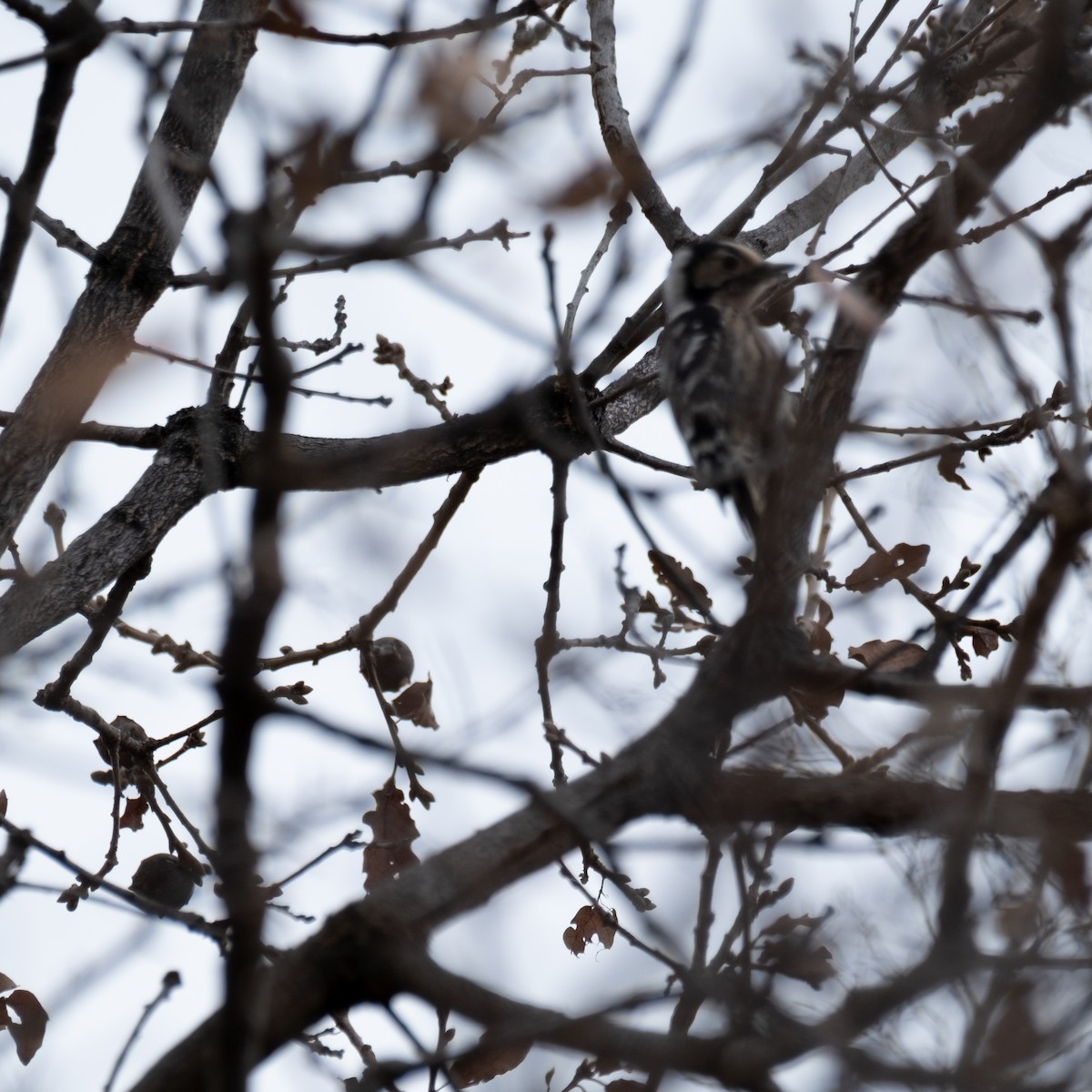 Lesser Spotted Woodpecker - ML615345046