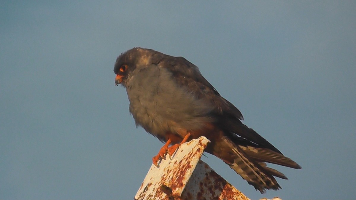 Red-footed Falcon - ML615345104