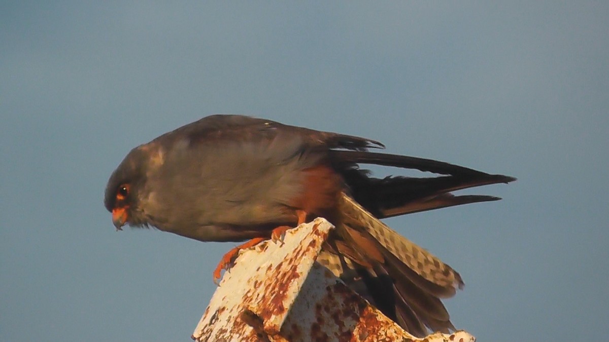 Red-footed Falcon - ML615345113