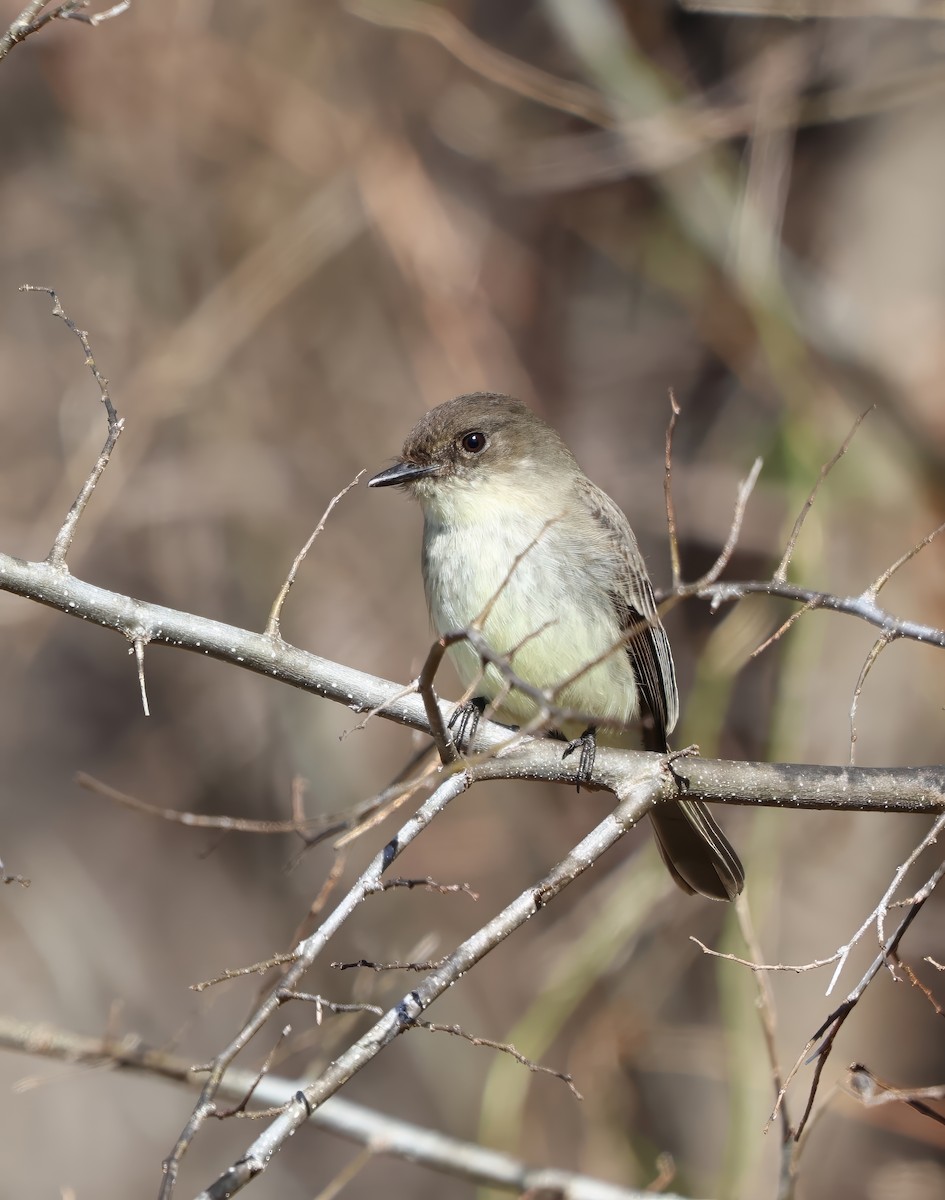 Eastern Phoebe - ML615345173