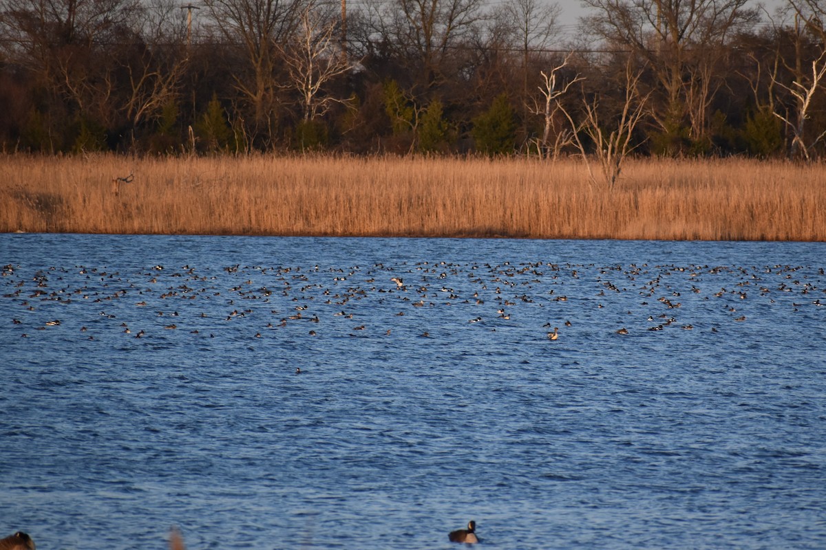 Red-breasted Merganser - ML615345221