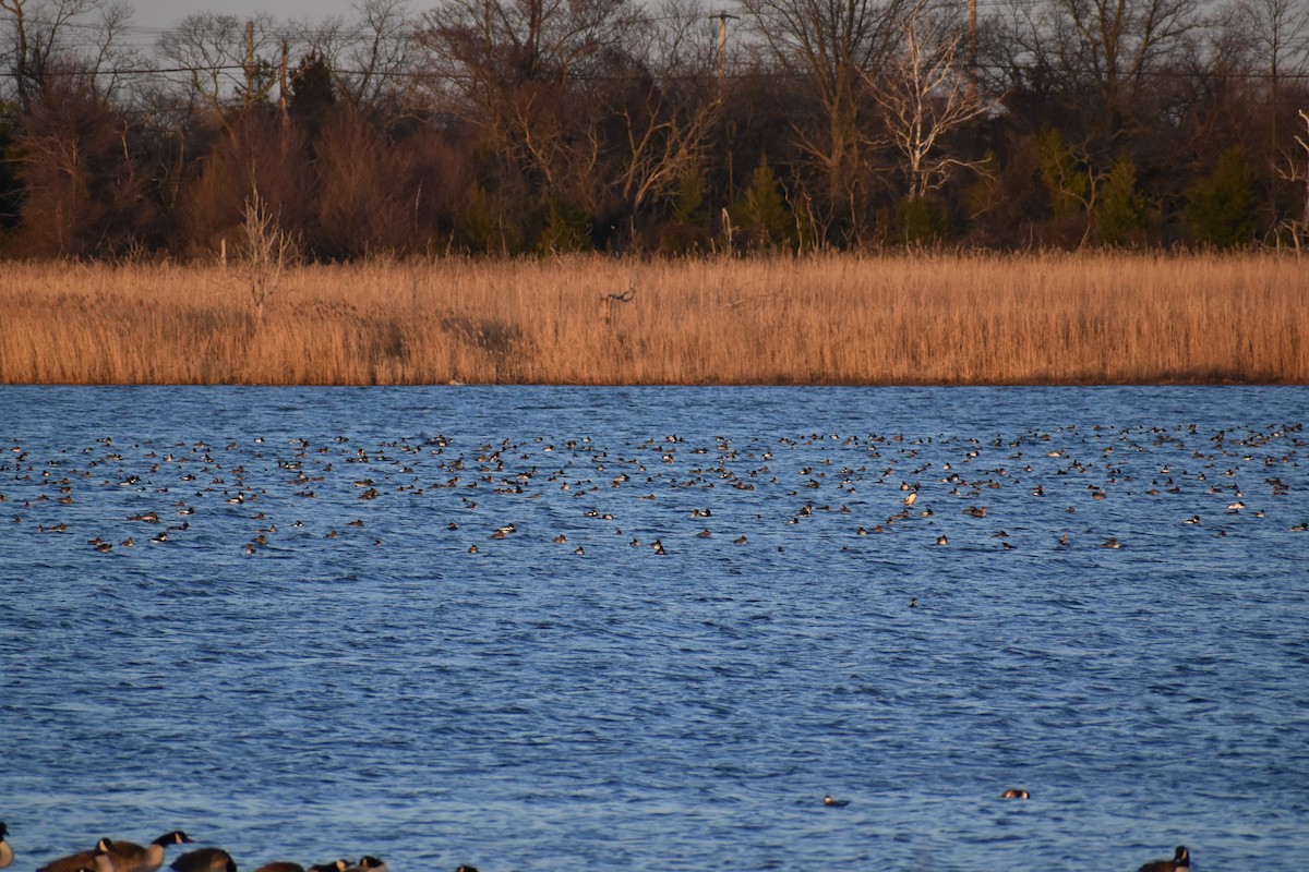 Red-breasted Merganser - ML615345223