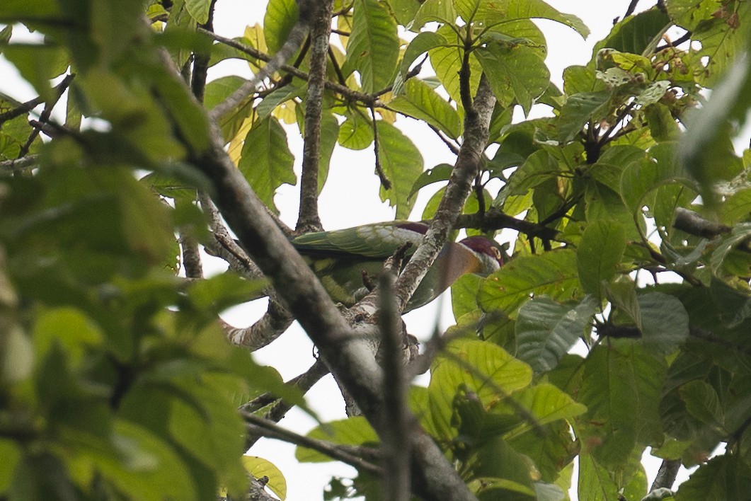 Ornate Fruit-Dove (Western) - ML615345236