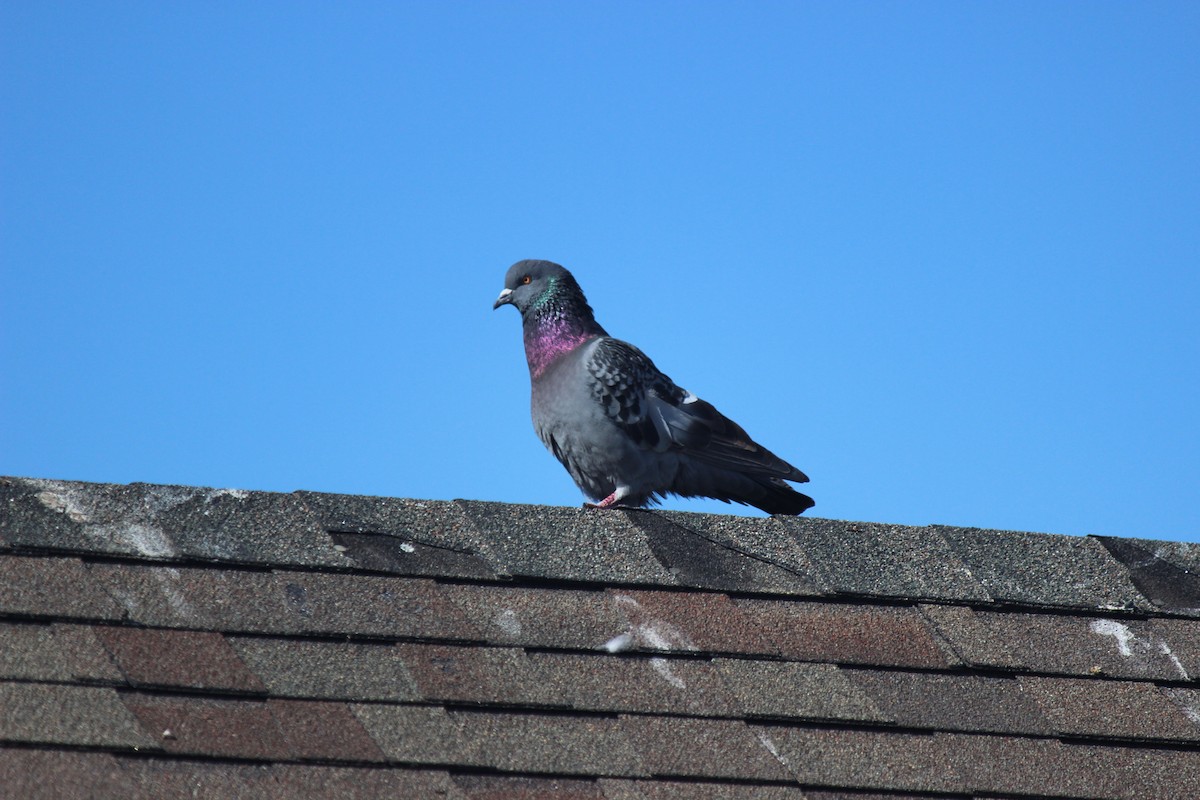Rock Pigeon (Feral Pigeon) - ML615345289