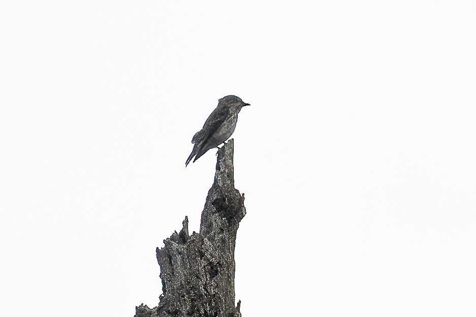 Gray-streaked Flycatcher - emma geary
