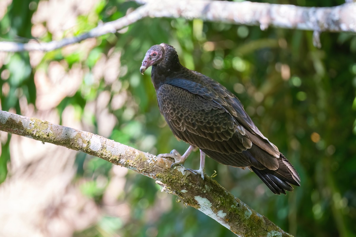 Turkey Vulture - ML615345320