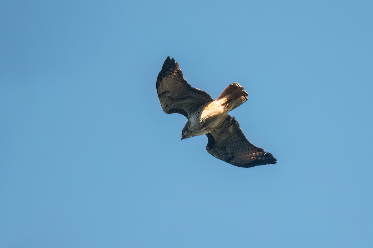 Red-tailed Hawk - ML615345322