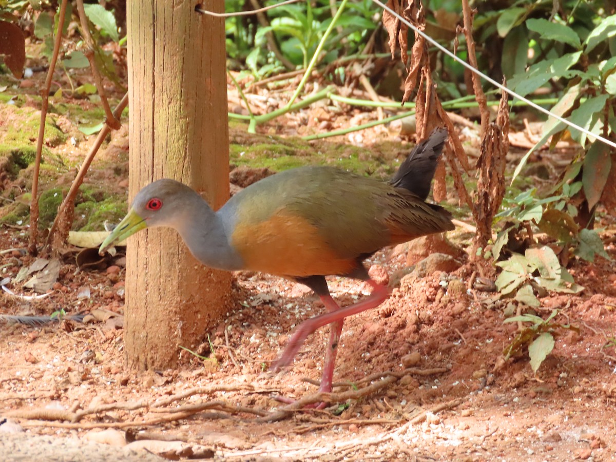 Gray-cowled Wood-Rail - ML615345336